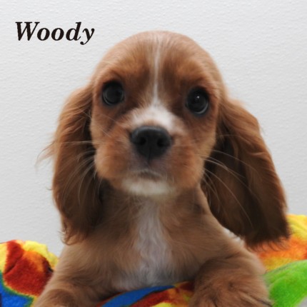 puppy, for, sale, Cockilear, Joe & Cherri  Overlease, dog, breeder, Miller, MO, dog-breeder, puppy-for-sale, forsale, nearby, find, puppyfind, locator, puppylocator, aca